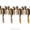 4 pieces of gold finishing brass scorpion wall hook set for dark cottagecore design whith white background
