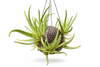 Air plant (Tillandsia) styling idea for coconut planters