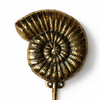 Close up brass ammonite fossil wall hook spiral shell texture coastal decor