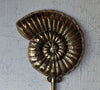 Brass ammonite fossil wall hook mounted on wall coastal nautical styling