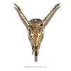brass antilope skull skeleton head from the front with white background