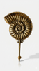 Brass ammonite shell wall hook coastal nautical wall decor beach house