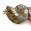 Backside of brass conch shell wall hook showing mounting and natural brass finish