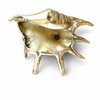 Back view brass sea shell wall hook showing mounting holes wall hardware installation detail