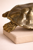 Close up of brass sea turtle sculpture shell texture on display stand