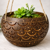 Carved coconut hanging planter used as a succulent pot