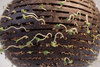 Close-up of seedlings growing in a carved coconut shell planter