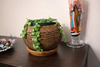 Coconut planter used as tabletop decor with small plant