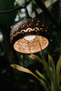 Hand carved coconut shell lamp shade on outdoor string light creating warm tropical patio lighting