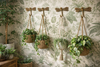 Set of 4 dragonfly brass wall hooks used as plant and basket hangers in a boho cottagecore wall display