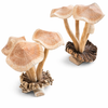 Set of hand carved wooden mushroom sculptures with burl base, unique wood mushroom figurines home decor