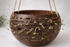 Hanging coconut planter used for sprouts or small seedlings