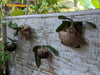 Living wall style display for mounted epiphytes using tree fern mounting boards