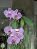 Orchid mounting board option made from tree fern fiber (xaxim) for healthy epiphyte growth