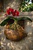 Orchid mount display for epiphyte plants using breathable tree fern fiber mounting material