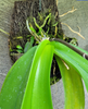 Orchid roots attaching to tree fern mount board made from xaxim fiber for breathable moisture retention