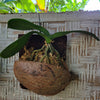Orchid wall mount inspiration for vertical plant decor using breathable mounting materials