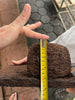 Pocket depth measurement of natural tree fern orchid wall planter