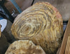 Close-up of petrified wood showing concentric fossilized tree rings in gold, cream and brown, the natural pattern preserved in stone over millions of years. Natural petrified wood from Java, Indonesia.