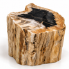 Natural petrified wood stool on a white background, a fossilized tree stump with a deep black mineral center and natural bark-textured sides in tan and brown. One-of-a-kind petrified wood side table from Java, Indonesia.
