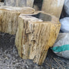 Unedited photo of the petrified wood stool with black mineral center standing among other raw petrified wood stumps, showing its natural bark-textured sides and true size. Genuine fossilized wood from Java, Indonesia.