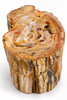 Top view of a brown petrified wood stump showing the fossilized tree rings in orange, cream and brown tones above natural textured sides. One-of-a-kind petrified wood side table from Java, Indonesia.