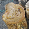 Top surface of the brown petrified wood stump, showing the cream and tan fossilized wood pattern and irregular natural shape. Petrified wood stool and side table from Java, Indonesia.