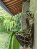 Platycerium mount on tree fern board for vertical wall display and living wall setups