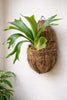 Platycerium staghorn fern mounted on a large tree fern mount board for vertical plant display