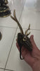 Brass Deer Skull Wall Hook – Gothic Antler Coat Hook in Gold or Dark Antique