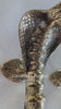 Video preview of solid brass cobra door handle set, close-up texture on snake entry door pull