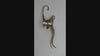 Brass african Impala wall sculpture hook