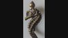 Video showing handmade brass seahorse wall hook with coastal nautical design and texture detail