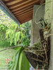 Staghorn fern wall mount using large tree fern board outdoors for vertical growing