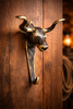 Antique Texas longhorn brass wall hook mounted on dark wood, western hook with dark academia gothic vibe