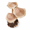 Close up of hand carved wooden mushroom cap showing natural grain and artisan carving detail