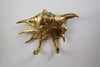 Real installation brass sea shell wall hooks mounted on wall rustic coastal decor hardware