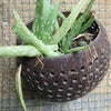 Aloe plant in a carved coconut shell planter