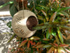 Coconut hanging planter displayed outdoors on a plant branch