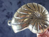 Brass sea shell, Trumpet Shell  Hook