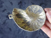 Brass sea shell, Trumpet Shell  Hook