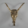 brass shiny gold impala skull with horns on white wall